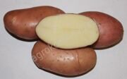 Клубни с. Фаворит
